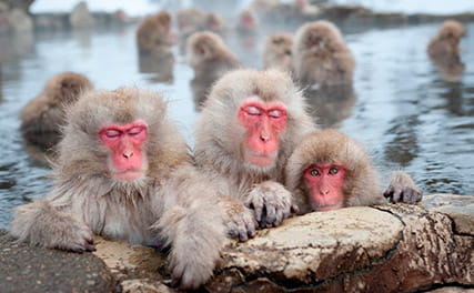 Snow monkeys in the hot springs
